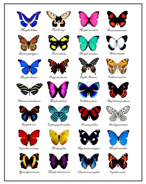 butterfly chart  etsy