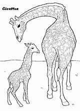 Giraffa Disegni Girafe Girafes Colorear Jirafa Circo Coloriages Megghy Gratuit Bambini Giraffes Kleurplaat 1457 Gifgratis Jirafas Marini Dessins sketch template
