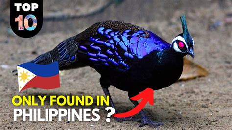 top  endangered animals   philippines  names  pictures webphotosorg