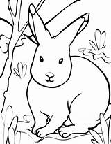 Animals Arctic Coloring Pages Animal Print Clip Colouring Painting Hare Adult Zoo sketch template