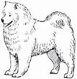 Samoyed Drawing Dog Google Search Sketches Animal Sketch Dogs Choose Board Draw sketch template