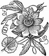 Passion Flower Fruit Plant Drawing Clipart Sketch Flowers Passionflower Etc Usf Edu Illustration Benefits Health Fruits Botanical Clipground Vintage Tattoo sketch template