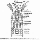 Sandworm Annelida Phylum Anterior Zones sketch template