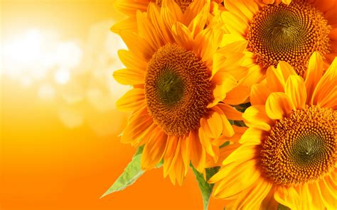 sunflowers flowers wallpaper  fanpop