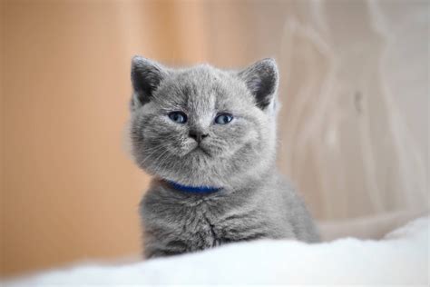 british shorthair kittens appearance personality