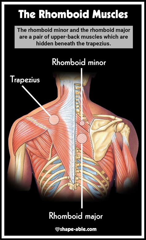 rhomboid exercise workout rhomboid muscle infographic health news