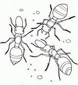 Ant Coloring Ants Pages Kids Eggs Colouring Printable Drawing Collecting Three Nest Their Fire Printables Color Print Picnic Books Insect sketch template