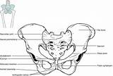 Pelvis Pelvic Girdle Anatomical sketch template