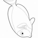 Peixes Chirurgien Poisson Tropicaux Poissons Colorear Pez Cirujano Stonefish Dibujos Hellokids Coloriages Cirurgião Doktorfische Baliste Peixe Surgeonfish sketch template