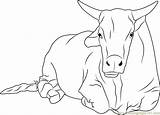 Sitting Bulls Getdrawings Coloringpages101 sketch template