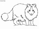 Fox Coloring Arctic Pages Realistic sketch template