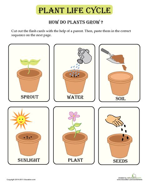 plants grow lesson plans  kindergarten emanuel hills reading