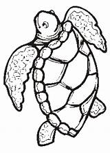 Turtle Coloring Pages Printable Animal Turtles Print Adult Sea Template Sheet Kids sketch template