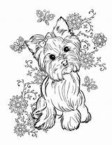 Yorkie Coloring Pages Yorkshire Terrier Getcolorings Getdrawings Printable Color Print Colorings sketch template