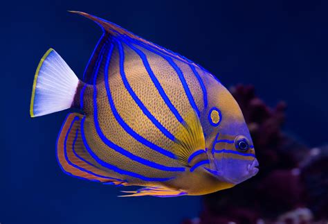 peixe anjo de anel azul peixes aquario exposicoes oceanario de lisboa