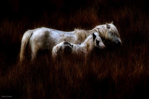 examples  horse photography photocrowd photography blog