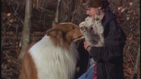 lassie 1994 90s films image 23520165 fanpop