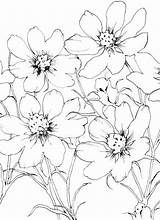 Cosmos Drawing Cosmo Lilies Wildflower Zentangle sketch template