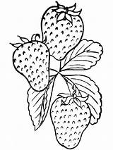 Strawberries Berries Sheets sketch template
