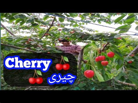 beautiful cherry tree gardens youtube