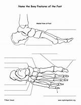 Foot Features Bony Quiz Anatomy Skeletal System Pdf Exploringnature sketch template