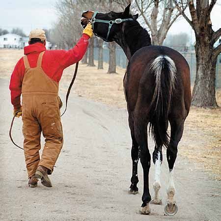 coats   colors  horses  pinterest thoroughbred