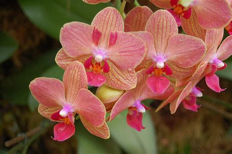 Pollinating Phalaenopsis Orchids Sunday Gardener