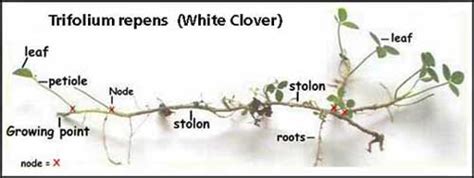 grow white clover