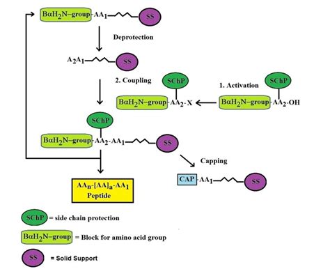 solid phase peptide synthesis