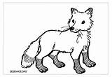 Fox Raposas Raposa sketch template
