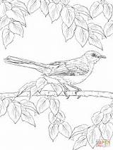 Mockingbird Coloring Realistic Bird Pages Northern Birds Drawing Printable Tropical Texas Template Drawings Getdrawings sketch template