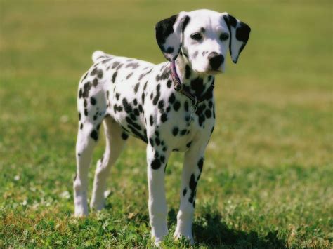 cute dalmatian puppies  wallpapers hd wallpapers backgrounds