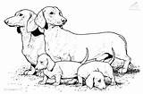 Coloring Dog Pages Realistic Printable Puppy Animals Sausage Print Dachshund Dogs Family Colouring Color Puppies Colour Weiner Drawing Big Dachsunds sketch template