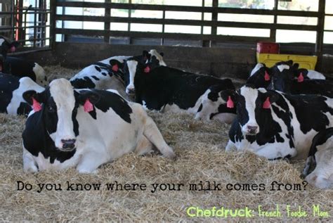 a mom s dairy adventure milk from farm to fridge