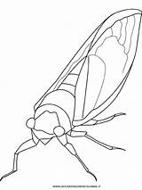 Cicala Disegno Robaki Kolorowanki Animali Owady Cicada Insekten Insetti Dzieci sketch template