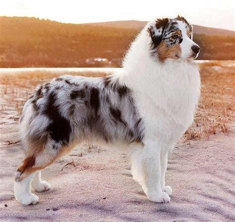 gorgeous blue merle australian shepherd reyebleach