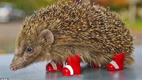 sega promotes awareness  endangered hedgehogs   cruel