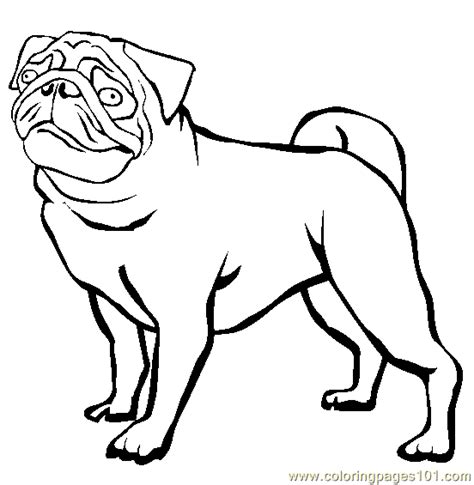 coloring pages pug animals dogs  printable coloring page