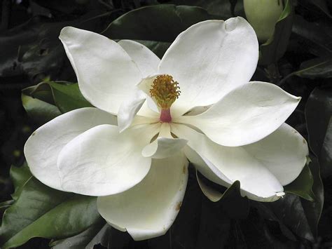 southern magnolia flower wallpaperswallpapers screensavers