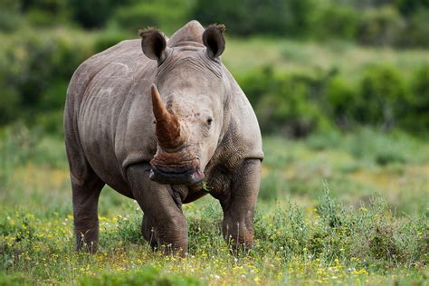 hawks arrest  chinese national  dealing  rhino horn