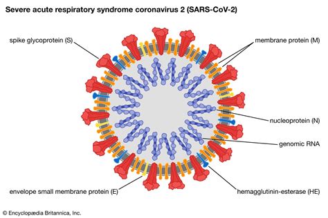 coronavirus definition features examples britannica