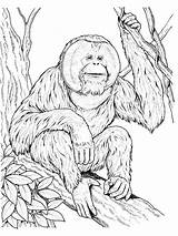 Orangutan Orangotango Realistic Orangutans Outan Supercoloring Utan Siamang Ape Sits Coloriages Gorilas Monos Gibbon Orangutanes Gaddynippercrayons Dentistmitcham Gorilla Printmania Chachipedia sketch template