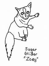 Sugar Glider Coloring Pages Printable Animals Getdrawings Drawing 16kb sketch template