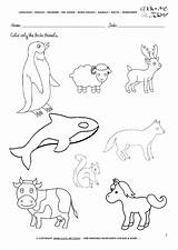 Animals Arctic Tundra Pages Worksheet Color Worksheets Coloring Activity Sheet Printable English Polar Getcolorings sketch template