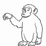 Surfnetkids Coloring Apes Monkeys Previous Animals sketch template