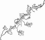 Vine Vines Coloring Snapdragon Drawing Pages Flower Printable Pumpkin Colouring Line Wisteria Drawings Sketch Flowering Gif Template Leaf Weinrebe Getdrawings sketch template