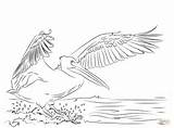 Pages Pelican Coloring American Drawing Landing Printable sketch template