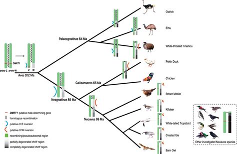 Complex Evolutionary Trajectories Of Sex Chromosomes Across Bird Taxa