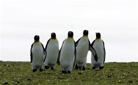 just 13 really great pictures of penguins because it s