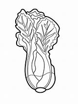Lettuce Coloring Pages Vegetables Print Template Colouring Color Clipart Drawing Clipartmag sketch template